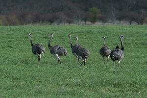 maior ema, ema americana, dentro pampas coutryside ambiente, la pampa província, ,brasil. foto