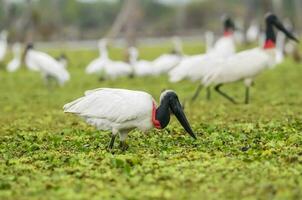 jabiru cegonha, dentro pantanal ambiente, la estrella pântano, Formosa província, Argentina. foto