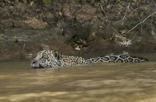 jaguar natação dentro a cuiabá rio ,pantanal,mato grosso, brasil foto