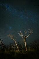 queimando árvores fotografado às noite com uma estrelado céu, la pampa província, patagônia , Argentina. foto