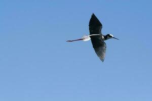 sulista palafita, himantopus melanuro dentro voo, la pampa província, Patagônia, Argentina foto