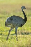 a emu é caminhando dentro uma campo foto