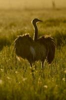 a emu é caminhando dentro uma campo foto