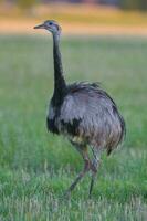 a emu é caminhando dentro uma campo foto