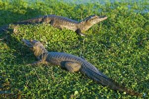 ampla crocodilos deitado dentro a Relva foto