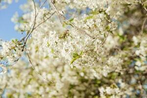 florescendo cereja galhos com branco flores fechar-se, fundo do Primavera natureza. macro imagem do vegetação, fechar-se com profundidade do campo. foto