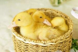 viver amarelo patos dentro uma vime cesta fez do esteira fechar-se. a conceito do levantando animais em uma Fazenda. foto