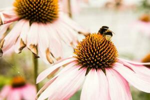 lindo margaridas crescendo dentro a jardim. jardinagem conceito, fechar-se. a flor é polinizado de uma abelha. foto