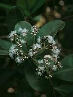 temperamental verde flores do Java ameixa árvore. foto