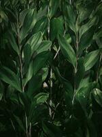 temperamental folhas do eucalipto plantar. foto