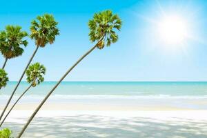 calma quieto verão mar de praia Largo oceano Visão com Alto Palma árvores tropical ilha em branco espaço para publicidade fundo foto