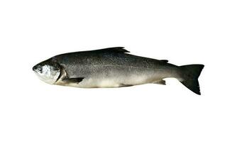 salmão todo atlântico fresco cru peixe isolado Cortar fora objeto fechar-se, recorte caminho, saudável dieta conceito foto