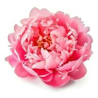 Rosa peônia flor isolado foto