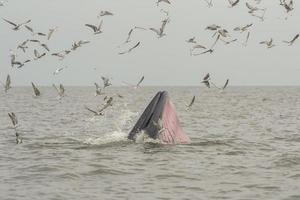 baleia de bryde, baleia de éden, comendo peixe no golfo da tailândia. foto