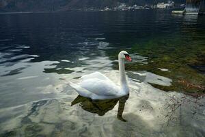 uma cisne nada dentro uma lago do Hallstatt Vila. foto