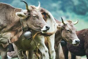 alguns vacas do a Bergamo alpino procriar pastar foto