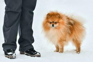 cão spitz pomeranian no inverno foto