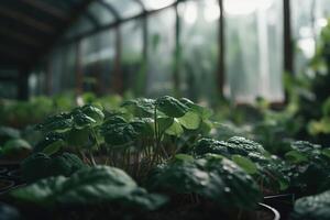 fechar-se do plantar dentro estufa, crescendo sementes com água gotas. agricultura, cultivo, agricultura e jardinagem conceito. generativo ai foto