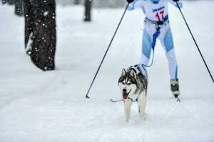 competição de skijoring de cães foto