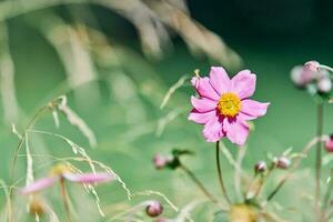 flor do cosmos, copie o espaço foto