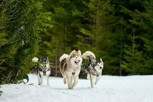 correndo cão husky na corrida de cães de trenó foto