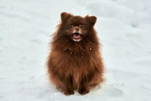 feliz cão spitz da Pomerânia no inverno caminhando ao ar livre retrato em tamanho real bonito spitz de chocolate foto