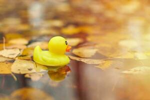 brinquedo de pato na poça de outono com folhas foto