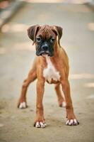 boxer cachorro cachorro cheio altura retrato às ao ar livre parque andando, trilha fundo foto