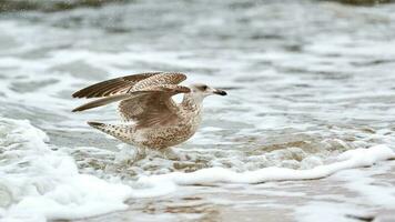larus michahellis, gaivota de patas amarelas espirrando na água do mar foto