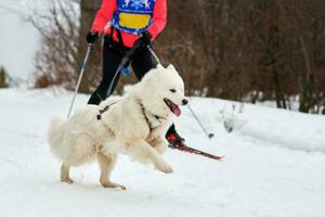 corrida de esporte de cão skijoring foto