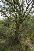 caldeirão floresta paisagem, geoffraea decorticantes plantas, la pampa província, Patagônia, Argentina. foto