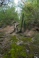 cacto dentro caldeirão floresta paisagem, la pampa província, Patagônia, Argentina. foto