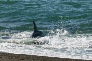 orca Caçando mar leões dentro a litoral ,Península valdes, Patagônia, Argentina. foto