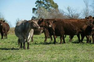 gado levantando com natural pastagens dentro pampas interior, la pampa província, patagônia, Argentina. foto