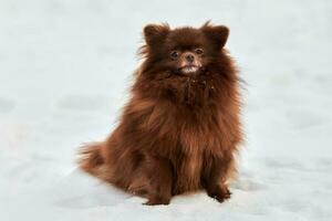 feliz cão spitz da Pomerânia no inverno caminhando ao ar livre retrato em tamanho real bonito spitz de chocolate foto