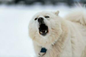 retrato de sorriso engraçado cão husky, fundo de inverno nevado. animal de estimação engraçado andando antes do treinamento de cães de trenó. lindos olhos azuis. foto