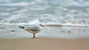 gaivota de cabeça preta na praia, mar e fundo de areia foto