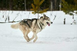 correndo cão husky na corrida de cães de trenó foto