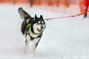 skijoring de cães de trenó. husky sled dog puxar musher. competição de campeonato esportivo. foto