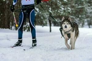 skijoring de cães de trenó. husky sled dog puxar musher. competição de campeonato esportivo. foto