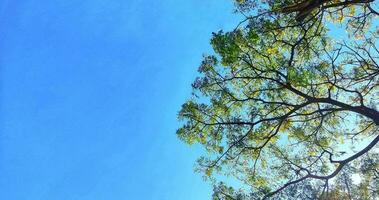 azul céu com verde árvores visto a partir de abaixo foto