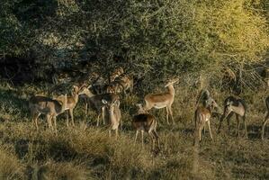 gazelas dentro africano safári foto