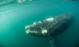 uma cinzento baleia natação dentro a oceano foto