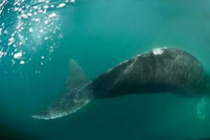 uma cinzento baleia natação dentro a oceano foto