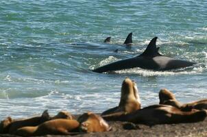 orca família Caçando mar leões em a paragoniano costa, Patagônia, Argentina foto