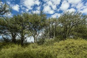 caldeirão floresta paisagem, la pampa província, Patagônia, Argentina. foto