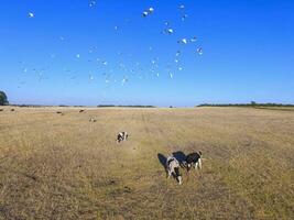 bois alimentado com natural grama, pampas, Argentina foto