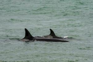 orcas Caçando mar leões, patagônia , Argentina foto