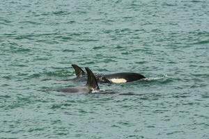 orcas Caçando mar leões, patagônia , Argentina foto