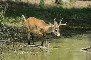 pântano cervo, pantanal Brasil foto